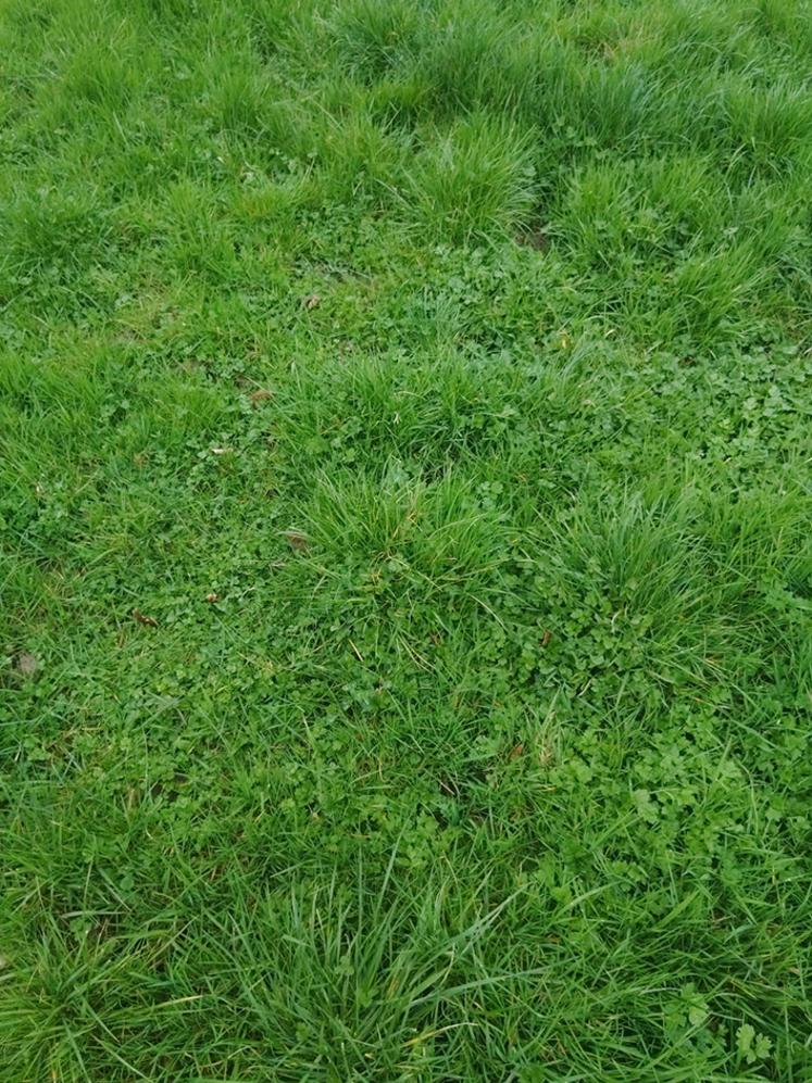 Prairie permanente sur le site de Foucart.