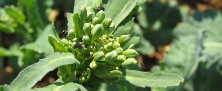 Le méligèthe est un petit coléoptère de 1,5 à 2,5 mm, son corps de forme aplatie est noir brillant avec des reflets métalliques parfois verts. Ses antennes et ses pattes sont noires ; ses antennes sont en forme de massue.