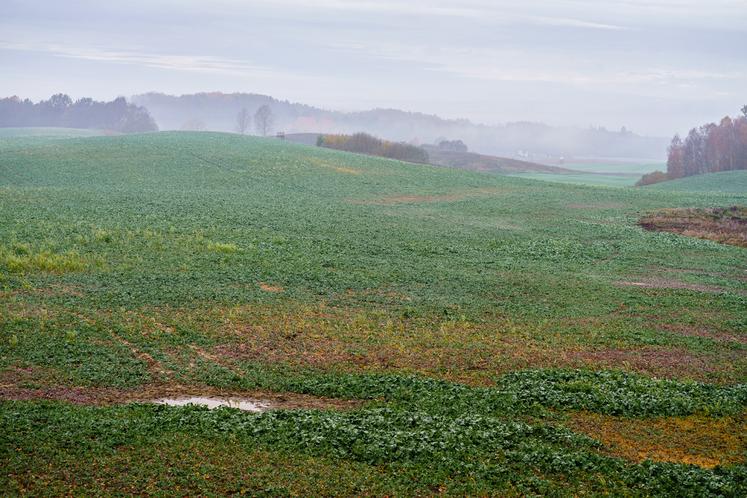 Avec l'accumulation d'eau, la photosynthèse, et par extension la croissance, sont impactées (la feuille prend une couleur brune à rouge).