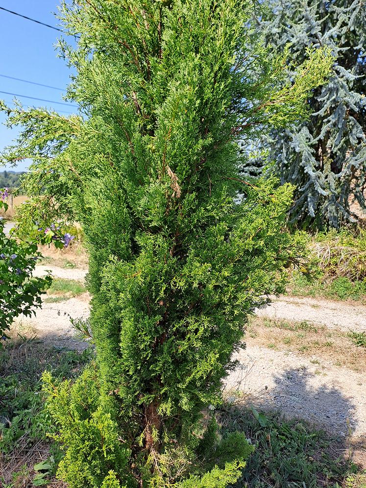 L'if à baies n'est toxique que lorsqu'il a été coupé.