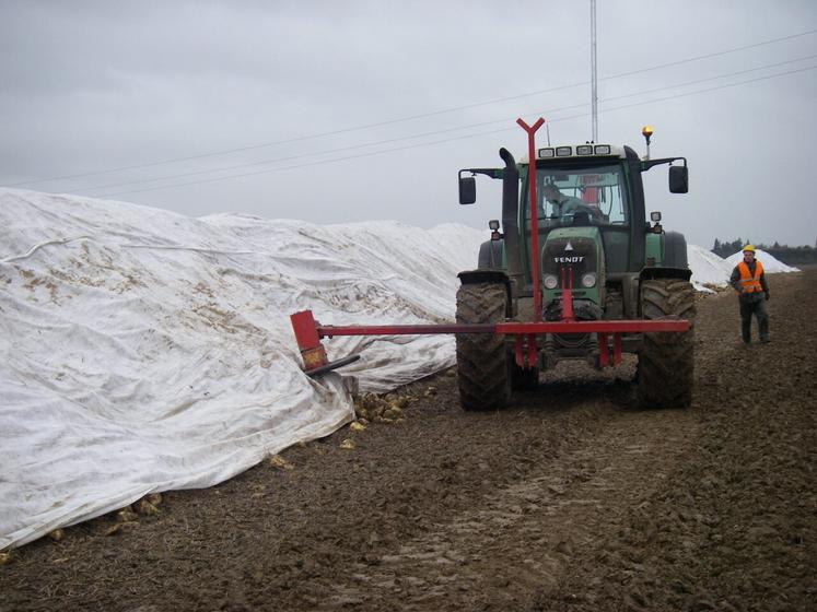 Le bâchage précoce des tas de betteraves a permis une bonne protection contre les épisodes de gel.