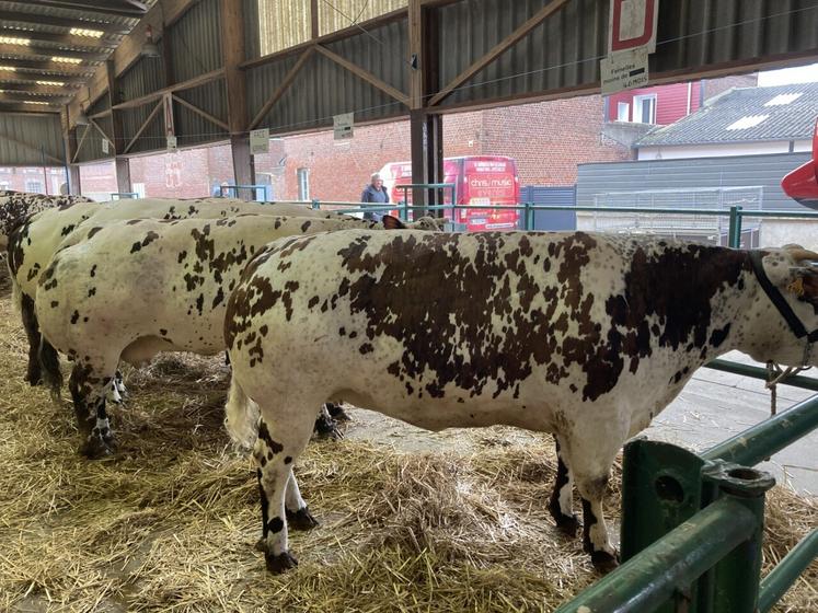 Beau concours d'animaux de race normande de forme.