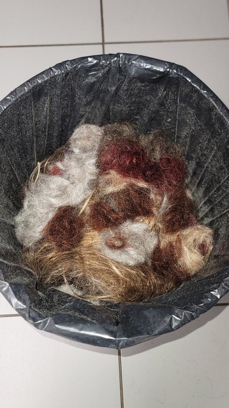 Bruns, blonds ou colorés : peu importe ! Même traités chimiquement, les cheveux conservent des molécules qui font fuir le gibier.