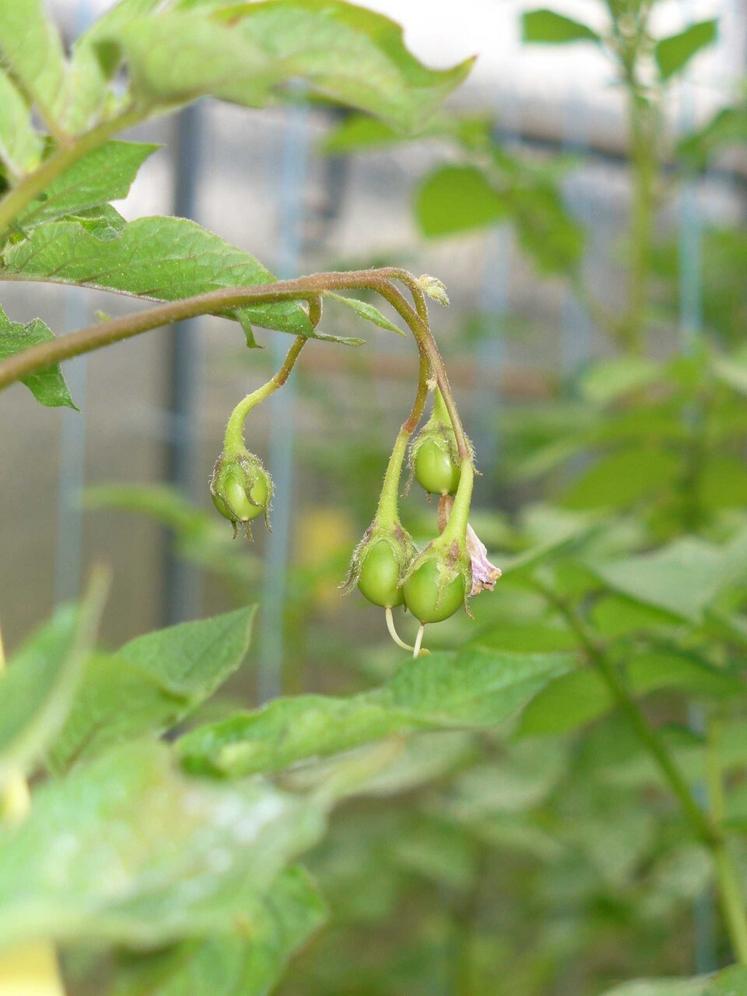 Le Comité Nord-Sipre réalise près de 2 000 croisements tous les ans pour la production de graines semées en serre. Première étape du schéma de sélection qui va durer dix ans avant l'inscription au catalogue.