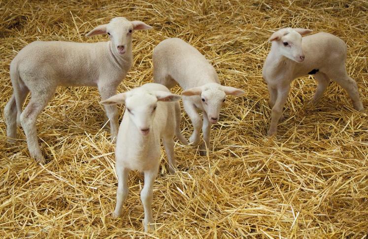 En 2024, 3,045 millions d'agneaux ont été abattus en France, mais la production nationale ne couvre que 41 % de la consommation.