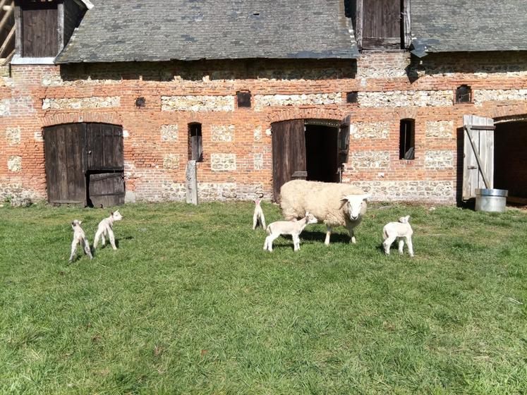 Brebis ayant mis bas cinq agneaux, facteur de risque d'une toxémie de gestation.