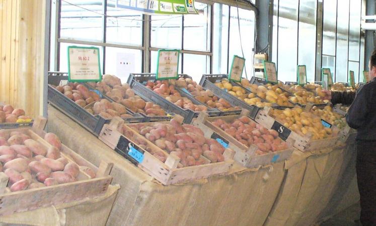 "La pierre angulaire de l'amélioration des plantes restera la diversité", précise Clément Mabire du Comité Nord-Sipre.