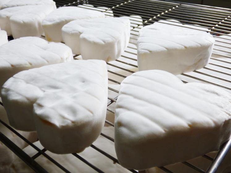 Les fromages au lait cru, premiers contributeurs du microbiote grâce à leur richesse microbienne.