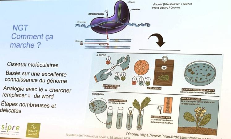 Les nouvelles techniques génomiques pour modifier la séquence d'un ou plusieurs gènes.