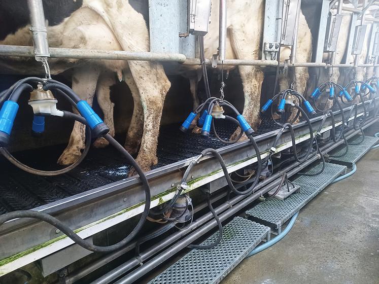 Une configuration raisonnée de la salle de traite est primordiale pour le confort du trayeur et pour celui de l’animal.