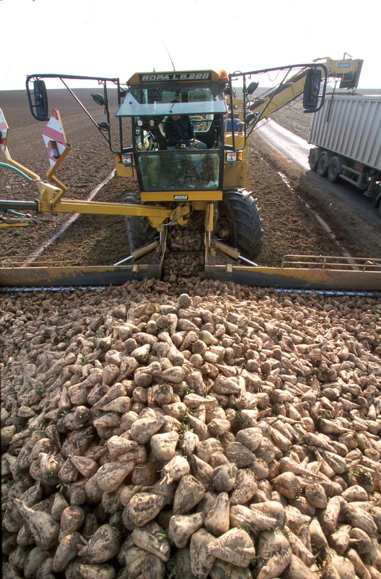 Les enlèvements des betteraves se sont bien déroulés. 1,650 million de tonnes ont été réceptionnées pour la campagne 2025/2026.