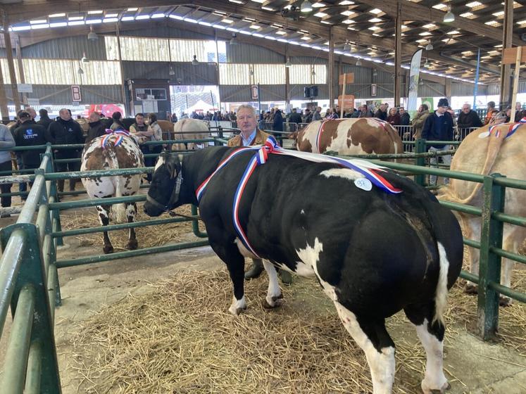 Didier Avenel, éleveur à Écretteville-lès-Baons, avec son mâle super champion blanc bleu et croisement blanc bleu et sa génisse normande au second plan.