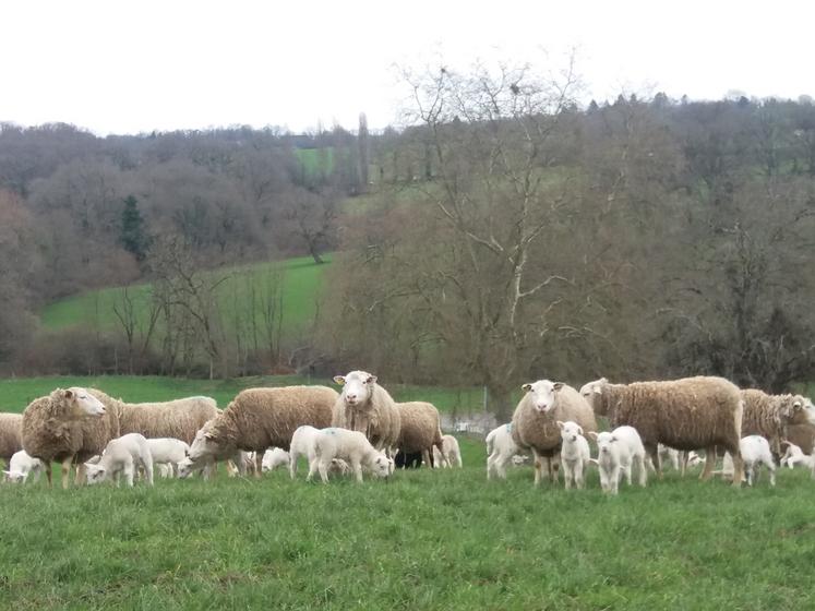 Une transition de quelques jours est nécessaire pour les brebis qui allaitent.