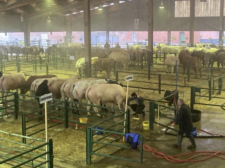 Préparation des animaux dès 5 heures du matin dans le brouillard.