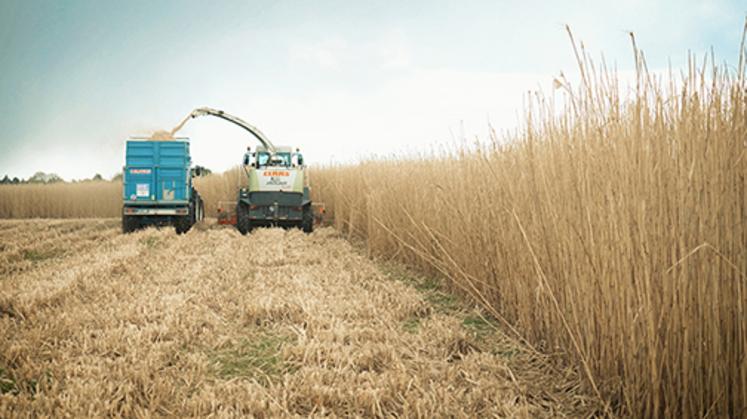 Implanté pour 20 ans, le miscanthus peut être valorisé de manière énergétique mais aussi en paillage ou en litière.