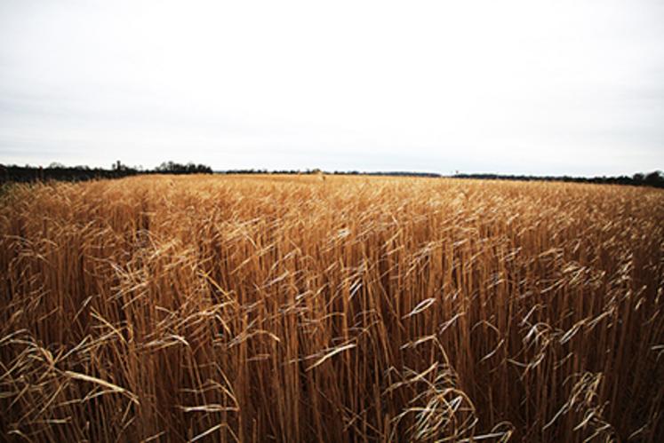 À l’inverse de ce que l’on voit couramment, l’EARL du Bellevent a souhaité implanter le miscanthus sur une grande surface et dans une parcelle à bon potentiel.
