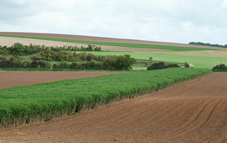 On compte actuellement environ 11 000 hectares de miscanthus en France.