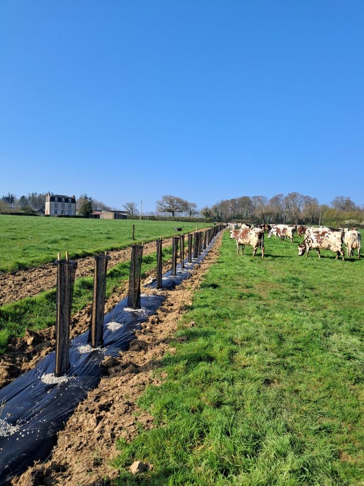 Essai "Essence d'avenir" à la ferme expérimentale de la Blanche-Maison dans la Manche (plantation en mars 2026).
