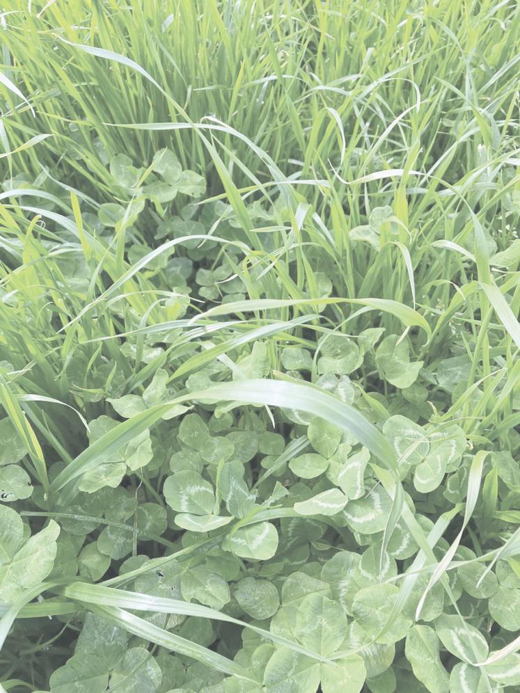 Les prairies temporaires riches en légumineuses peuvent attendre sans perdre en valeur alimentaire.