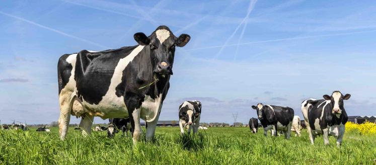 La hausse des prix de la viande redessine les revenus  des élevages laitiers.
