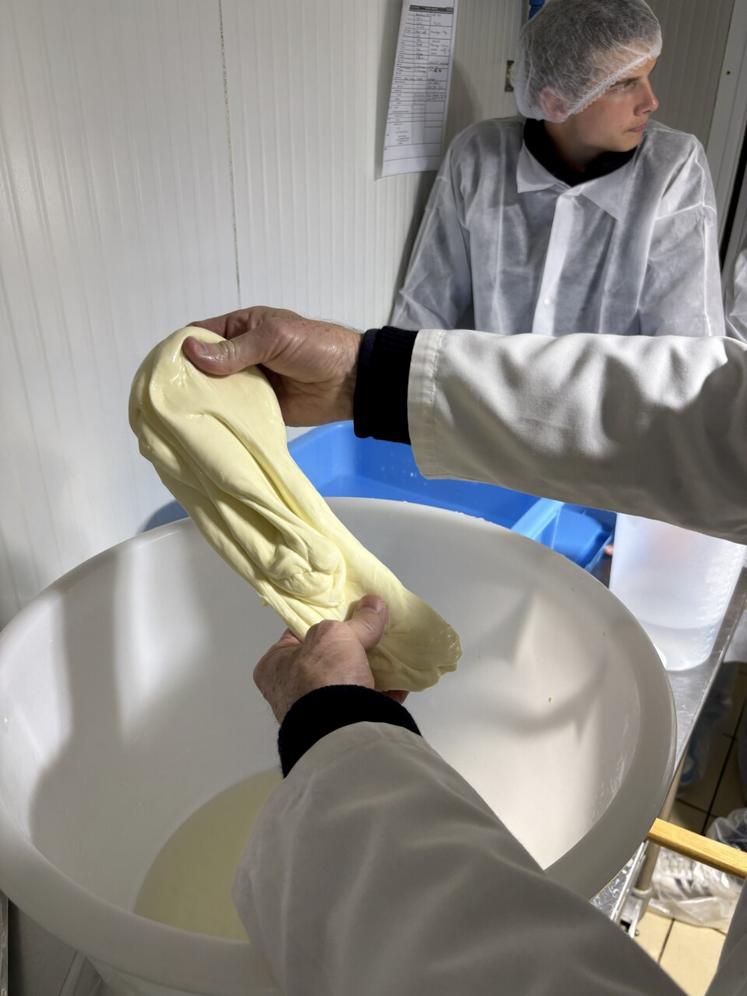 Le travail du pain de caillé sous l'eau très chaude pour l'opération de filage.