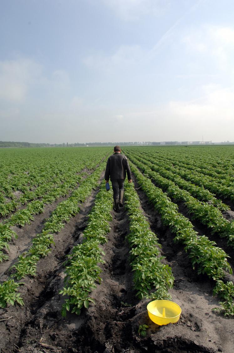 Méthode d'observation des altises avec la cuvette jaune pour détecter la présence des altises