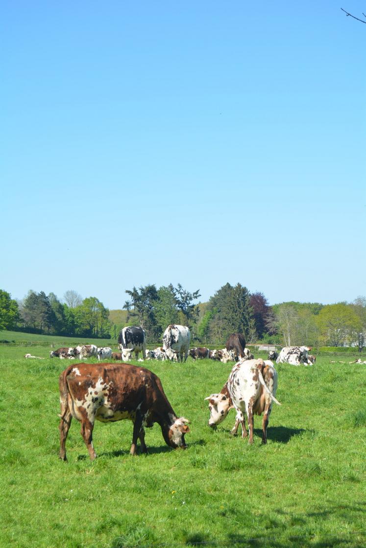 L'exploitation s'étend sur 120 ha. Quelque 150 laitières normandes sont conduites sur l'exploitation du lycée agricole en système tout herbe avec un pâturage tournant dynamique. 70 à 80 % du lait est transformé en Cœurs de neufchâtel AOP bio fermiers au lait cru. Une dizaine de salariés est employée sur l'exploitation.