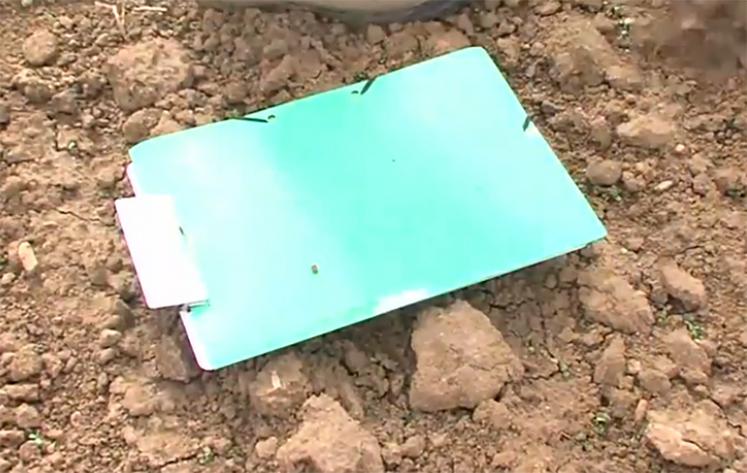 Le dénombrement d'altises sur feuille A4 verte est à réaliser lorsque les conditions sont les plus propices à l'observation de l'activité du ravageur.