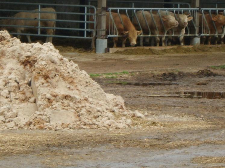 L'UNPT, en partenariat avec la FNB et la FNPL, a lancé une plateforme nationale de mise  en relation entre producteurs de pommes de terre et éleveurs bovins.