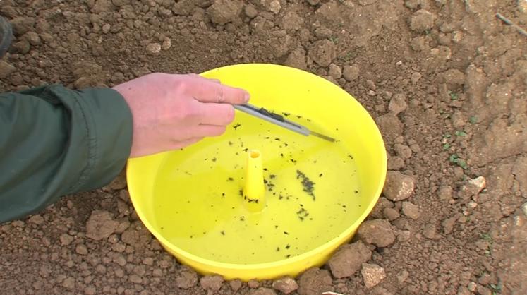 Méthode d'observation des altises avec la cuvette jaune pour détecter la présence des altises.