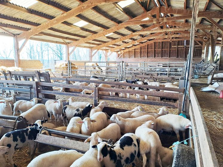 Le bardage n'est pas indispensable, lorsque les animaux logés sont des adultes ou des agneaux sevrés.