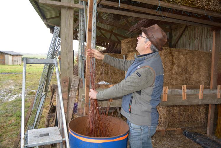 L'artisan utilise son établi de tri gradué pour calibrer précisément ses récoltes avant de constituer les bottes.