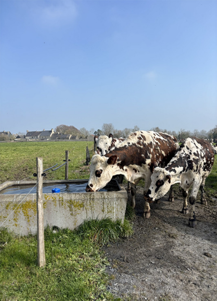 Les normandes à Saint-Marcouf.