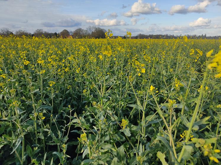 Comprendre le phénomène de floraison lente et peu dynamique du colza.