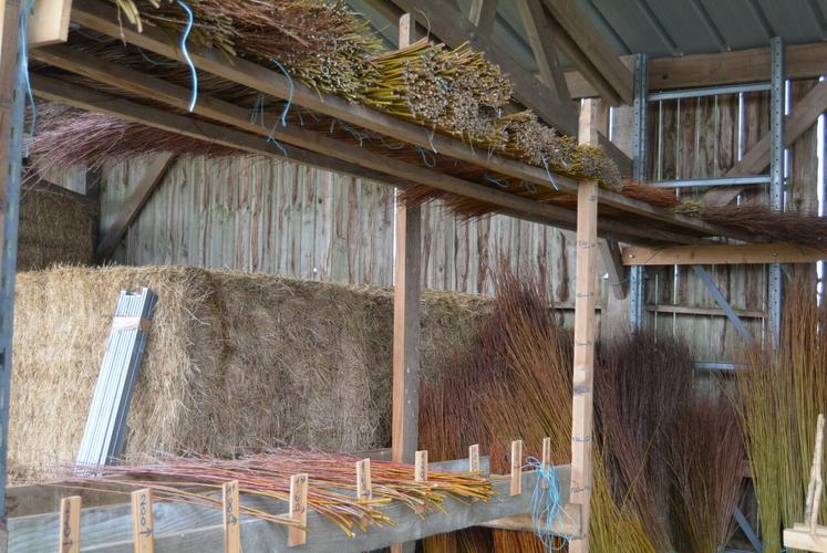 Dans cet abri ventilé et protégé de la lumière directe, l'osier sèche pendant 4 à 5 mois. Les brins sont classés par taille.