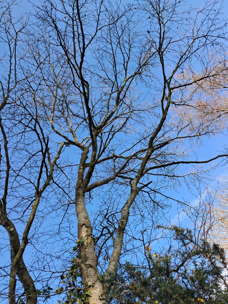 Jeune hêtre avec les restes d'une fructification abondante de faînes (mars 2026). Le hêtre est une essence très sensible aux changements climatiques et aux coups de chaleur. Une fructification abondante sur un jeune sujet est le signe d'un stress.