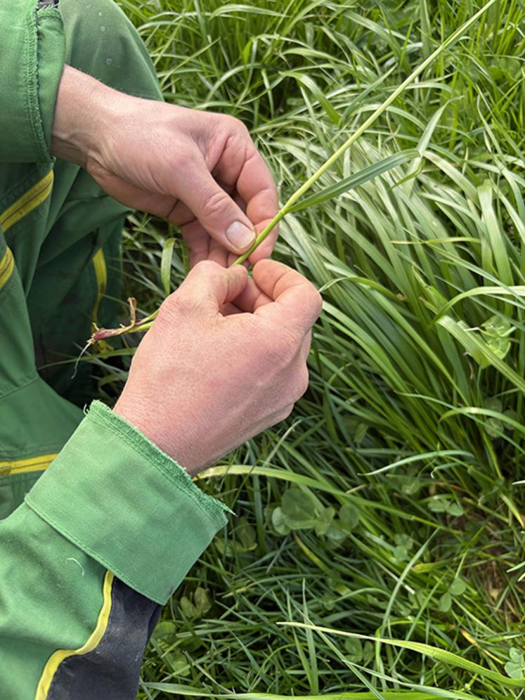 La technique du stock d’herbe sur pied nécessite une observation régulière du stade des graminées durant les périodes de pousse.