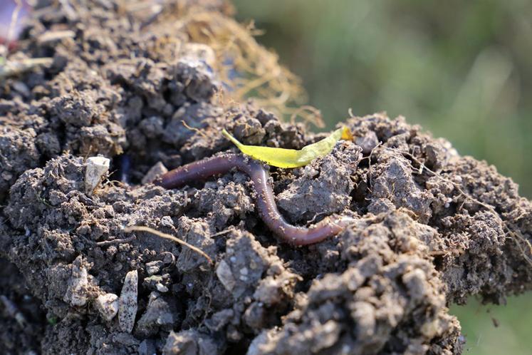 Le travail superficiel permet de maintenir la vie dans le sol.