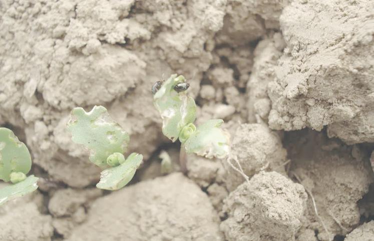 Évaluer l'abondance et l'activité des altises est indispensable avant de mettre en place des solutions de lutte directe.