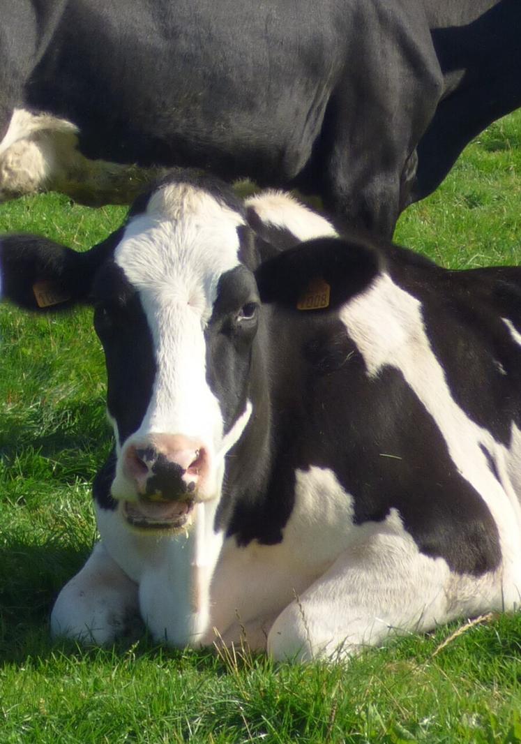 Des vaches qui vieillissent un peu plus en Seine-Maritime.