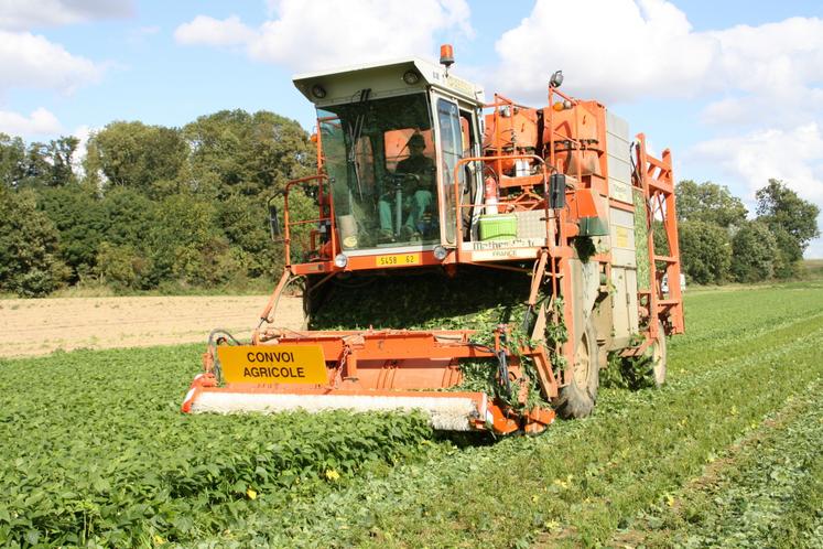 Récolte de légumes de plein champ.