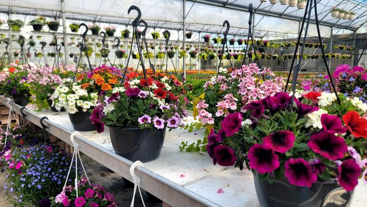 La suspension florale est un produit accessible,  à forte valeur visuelle, qui répond aux attentes du consommateurspour le végétal durable.