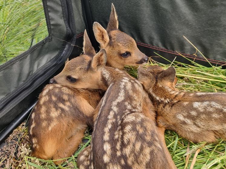 118 faons ont été mis à l'abri lors des fauches en 2025.