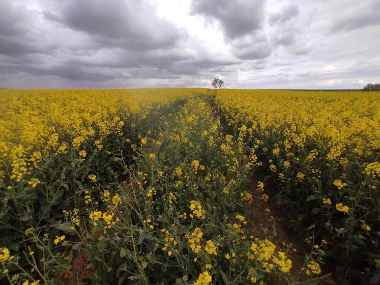 La floraison s'est installée lentement jusqu'au 5 avril, avec parfois des stades hétérogènes.