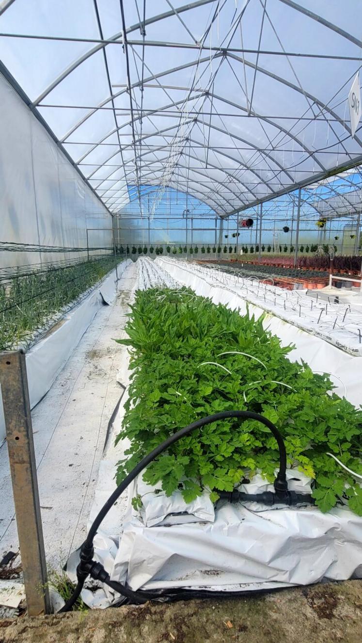 Cultiver sur un terreau de réemploi exige une maîtrise de l'irrigation.