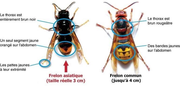 Comparaison entre le frelon asiatique (frelon à pattes jaunes) et le frelon commun (européen).