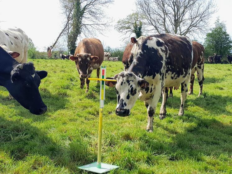 Le stock d'herbe est limité mais la qualité de l'herbe reste très bonne.