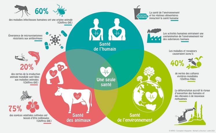 "Une seule santé", une approche qui met en évidence les liens entre humains,  animaux et environnement.