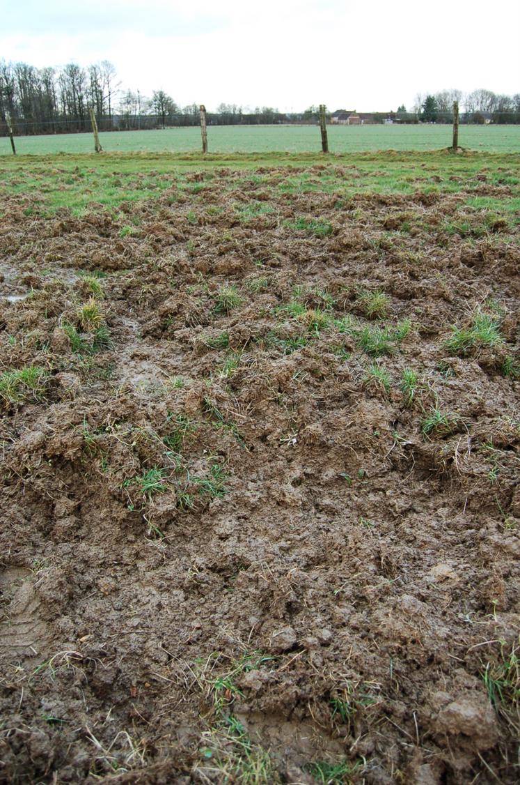 Dégâts de sangliers sur prairie.