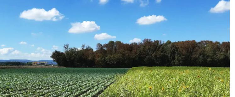 Avec le réseau Rés0Pest, l'Inrae a expérimenté pendant dix ans des systèmes agricoles sans aucun pesticide.